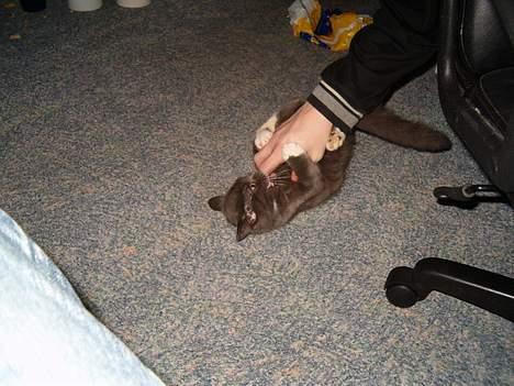 Blanding af racer muffe - kille kille kille kille billede 9