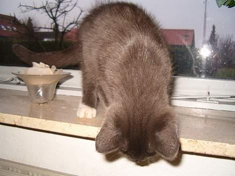 Blanding af racer muffe - jeg hænger med mulen... billede 10