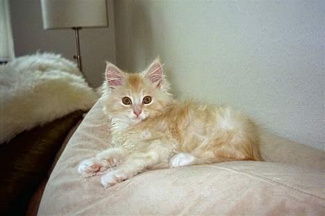 Blanding af racer Bom billede 16