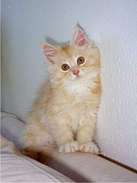 Blanding af racer Bom billede 17