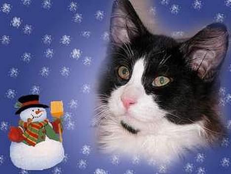 Blanding af racer / Norsk Skovkat Sofus - Jule-Sofus :) Tak til Runa B billede 19