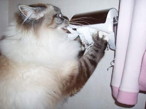 Hellig Birma Effectrix Baloo - Baloo tatt på fersken mens han tygger istykker toalettpapir.. rare katt:) billede 13