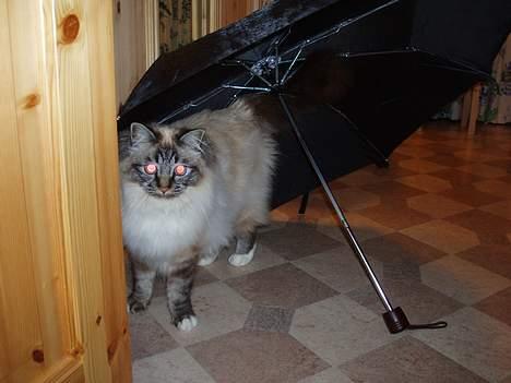 Hellig Birma Effectrix Baloo - Baloo under paraplyen som ligger til tørk:) søte katt<3 billede 15