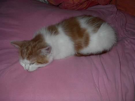 Blanding af racer Luffe (død :'( ..... ) billede 13