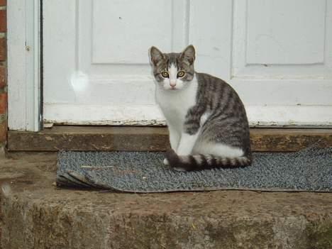 Blanding af racer Mille billede 1