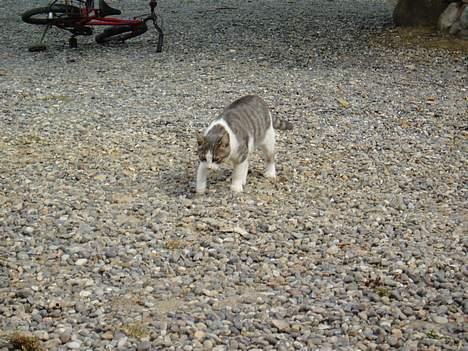 Blanding af racer Mille billede 2