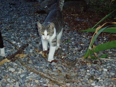 Blanding af racer Mille - jeg kommer nu !!! heeeh billede 3