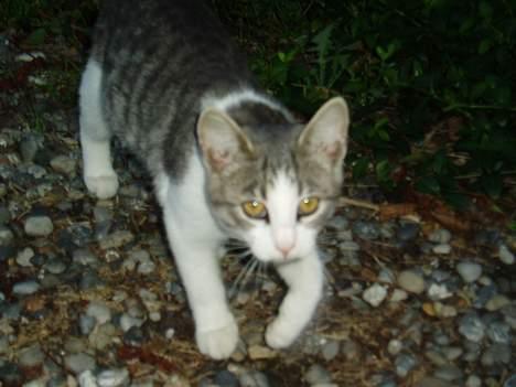 Blanding af racer Mille - jaag hun er smuk  billede 4