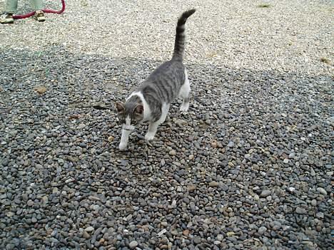 Blanding af racer Mille - emn hun gav op  billede 6