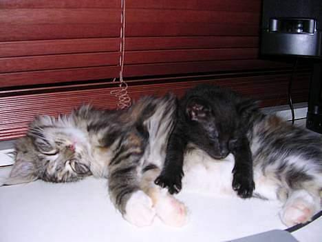 Blanding af racer Mercedes - Mercedes med en af hendes Maine Coon barndomsvenner : - ) billede 1