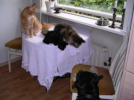 Blanding af racer Mercedes - Fælleshygge ved bordet sammen med vennerne billede 2