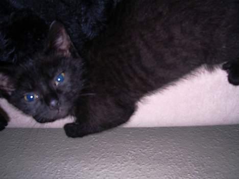 Blanding af racer Mercedes - Så bliver der slappet  billede 3