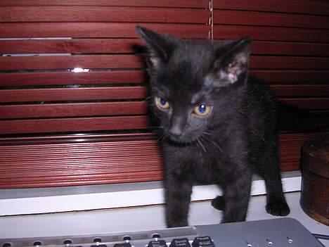 Blanding af racer Mercedes billede 4