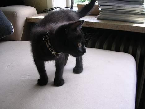 Blanding af racer Mercedes billede 5