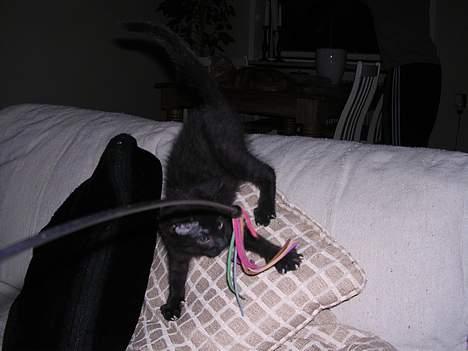 Blanding af racer Mercedes - Lille og vågen er bedre end stor og dogen! : - ) billede 6