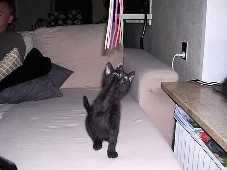 Blanding af racer Mercedes billede 7