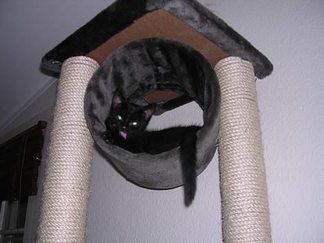 Blanding af racer Mercedes billede 8