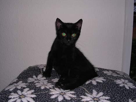 Blanding af racer Mercedes billede 9