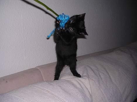 Blanding af racer Mercedes - Mercedes elsker at lege med dette legetøj billede 10