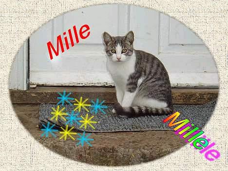 Blanding af racer Mille billede 7