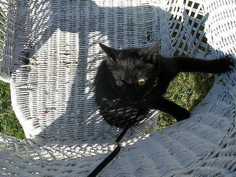 Blanding af racer Mercedes - Lige i haven en tur billede 11