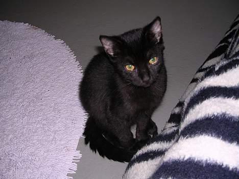 Blanding af racer Mercedes billede 12