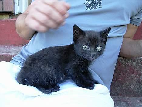 Blanding af racer Mercedes billede 13