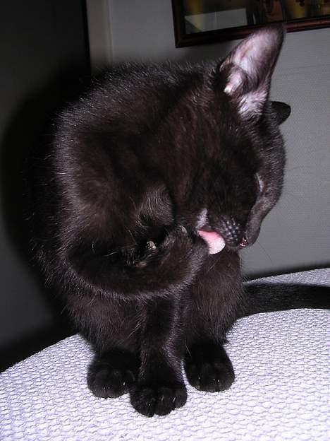 Blanding af racer Mercedes billede 14