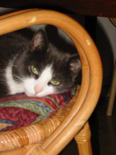 Huskat Gråmisser Død R.I.P. billede 7