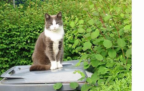 Huskat Gråmisser Død R.I.P. - Her sider hun på en skrallespand ;) billede 8