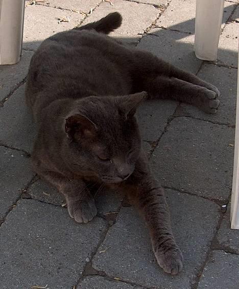 Huskat Mezzo <3 - Mezzo! billede 1