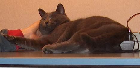 Huskat Mezzo <3 - "Mmm, en dejlig lur, mens Mikkel kælder!" billede 2