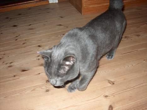 Huskat Mezzo <3 - "Hvad var nu det?" billede 3