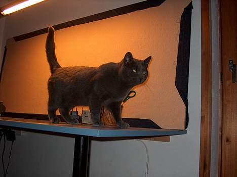 Huskat Mezzo <3 - "Hov, hvad laver du på bordet, Mezzo?" billede 4