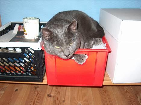 Huskat Mezzo <3 - "Man kan da helder ikke sove uden, hende Trine er der!" billede 5