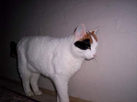 Blanding af racer Penny (aflivet) billede 12