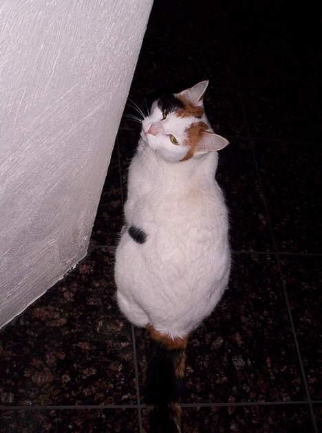 Blanding af racer Penny (aflivet) billede 13