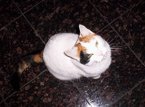 Blanding af racer Penny (aflivet) billede 14