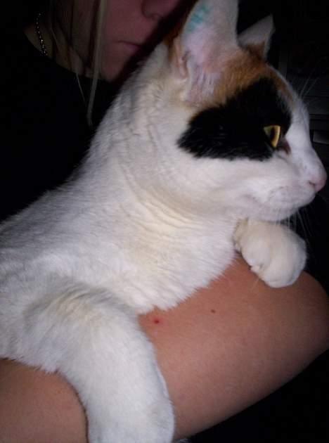 Blanding af racer Penny (aflivet) billede 15