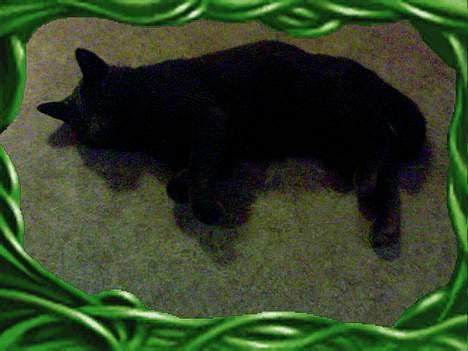 Huskat Mezzo <3 billede 7