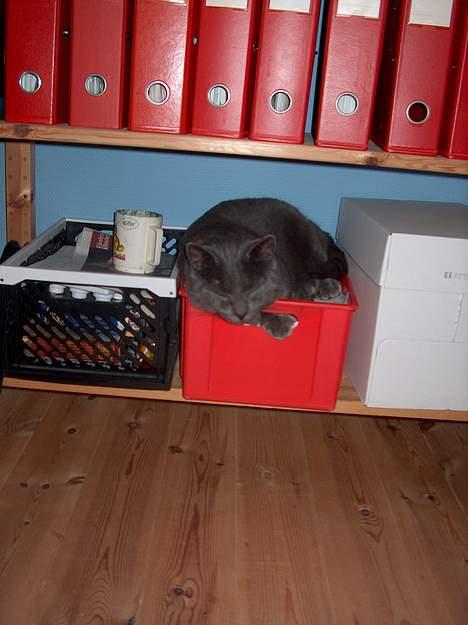 Huskat Mezzo <3 - "Aaa, her ligger man da godt!" billede 8