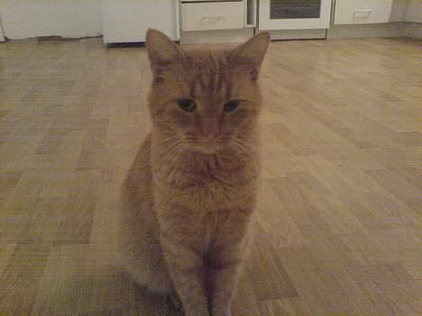 Blanding af racer barcadi - hej hvad så....! billede 1