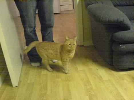 Blanding af racer barcadi - mor...! billede 2