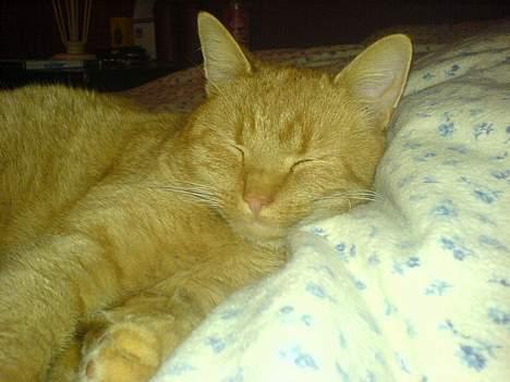 Blanding af racer barcadi - jeg er gået i seng. sluk lige lyset tak....! billede 3