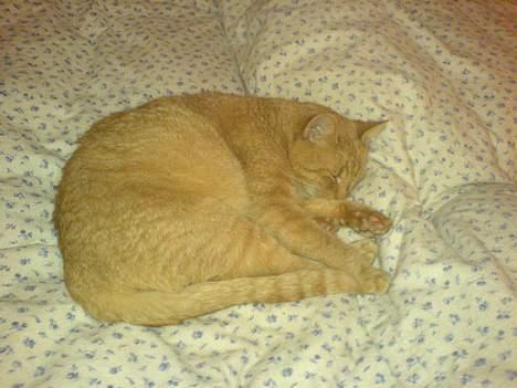 Blanding af racer barcadi - hvad sagde jeg lige med det lys der...! billede 4