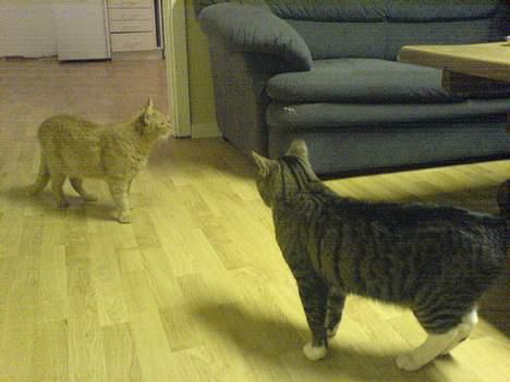 Blanding af racer barcadi - hvad så brormand skal vi lige bokse lidt.....? billede 5