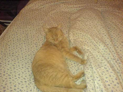 Blanding af racer barcadi - hej jeg ligger lige og slapper lidt af. billede 6