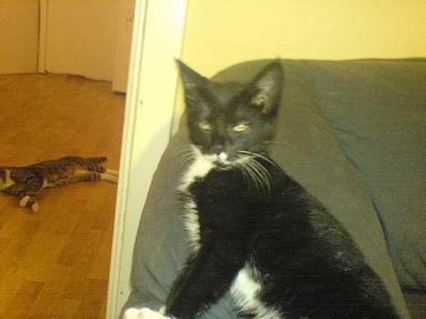 Blanding af racer tulle - hvem er kongen her... det tror jeg vist nok lige er mig... billede 1