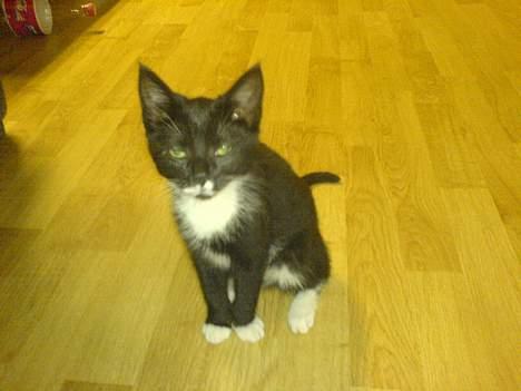 Blanding af racer tulle - kan jeg ik bare sidde pænt.... har du så noget til mig... ?? billede 4