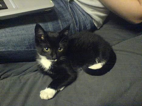 Blanding af racer tulle - hvem der ???????? billede 5